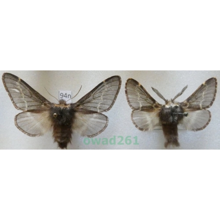 Poecilocampa populi (Linnaeus, 1758) pair Czech94n